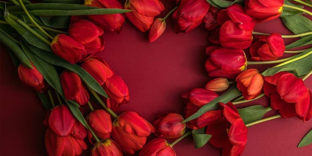 Red tulips in a heart shape on a red background, romantic mood, spring flowers, floral splendor, flower arrangement for special occasions.